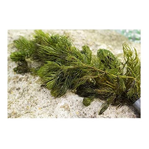 PondPlantsUK Mixed Native Oxygenating Weed for 1m² Cover