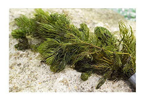PondPlantsUK Mixed Native Oxygenating Weed with Weights for 1 Metre Squared of Cover.