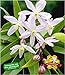 Produktbild BALDUR Garten Duft-Clematis 'Armandii' Waldrebe winterhart, 1 Pflanze Klematis mehrjährige blühende Kletterpflanzen