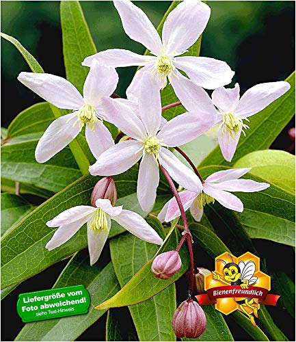 Preisvergleich Produktbild BALDUR Garten Duft-Clematis 'Armandii' Waldrebe winterhart, 1 Pflanze Klematis mehrjährige blühende Kletterpflanzen