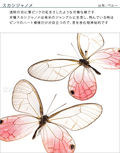 Amazon.co.jp: 蝶の標本 スカシジャノメ Cithaerias 2頭 タテハチョウ
