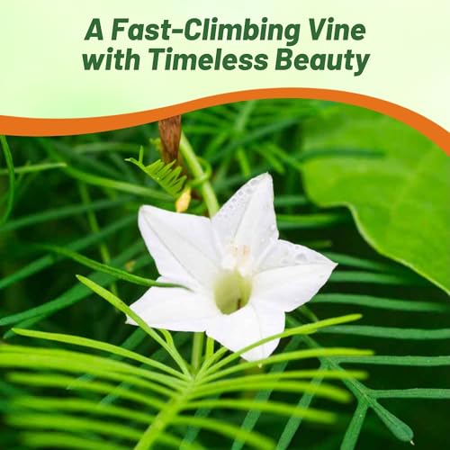 Image of Outsidepride White Cypress Vine Seeds - 200 Pcs Annual Flower Seeds with Nectar-Rich, Star-Shaped Flowers & Feathery, Fern-Like Leaves for Fences, Trellises, Pergolas & Vertical Gardens