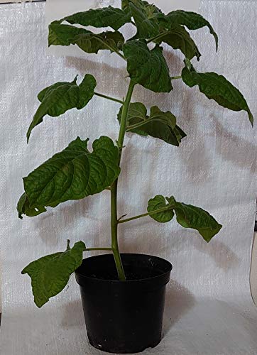 Cape Gooseberry Physalis, Goldenberry, Physalis peruviana Plant in a 16 cm. Rigid Pot. Pot