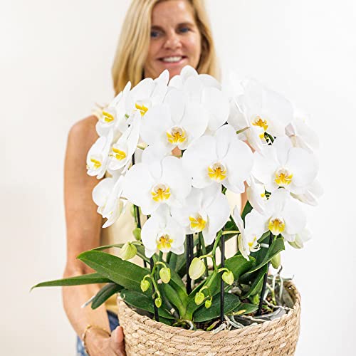 Orchides blanches Niagara Cascade Kolibri en panier coton avec auto-arrosage