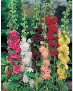Hollyhock Chater's Double Mixed Perennial Garden Plug Plants Pack x6