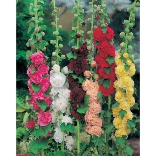 Hollyhock Chater's Double Mixed Perennial Garden Plug Plants Pack x6