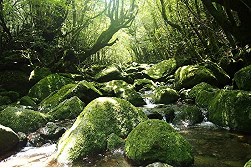 ND タペストリー 屋久島 世界遺産 自然 木漏れ日 屋久杉 滝 インテリア 壁面 おしゃれ だまし絵 風景 景色 絶景 大判 大きい 癒し 部屋 飾り付け 季節 プレゼント 背景布 壁 インスタ映え zoom 映え 雑貨 グッズ グリーン 緑 川 渓流 天然記念物 苔 森林
