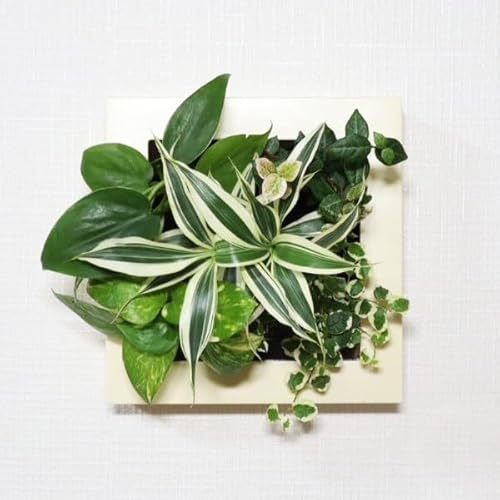 ~hG fUC FRAME 24N1 yɑVfށuptJvgpI ǂ Ǌ| ϗtA { ȒP S  CeA O[