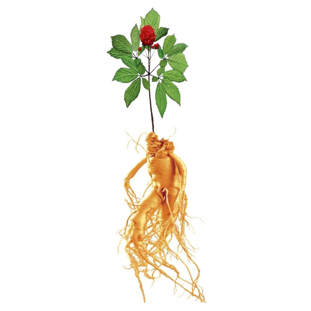 Extrait de Ginseng Rouge de Corée Prestige 40g - 100% Concentré de Racine de 6 ans d'âge - Ginsénosides Rg1+Rb1>21.5mg/g - ASIECO