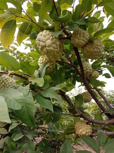 plants sell point custard apple plant_pack of one (B0B7R7YY6V) Amazon Price History, Amazon Price Tracker