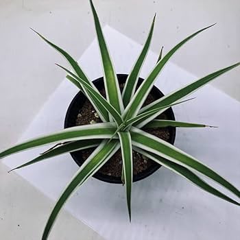 アガベ ブラクテオーサ モンテレイフロスト Amazon｜多肉植物：アガベ ブラクテオサ錦 白覆輪*モンテレー