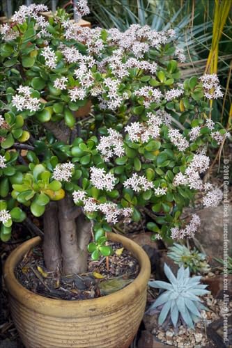Image of Live Jade Plant Crassula Ovata Lucky Bonsai Feng Shui Plant Best Lucky For Home Decorative Money Desi Jade Plant pack Of 1 With pot Zp 11