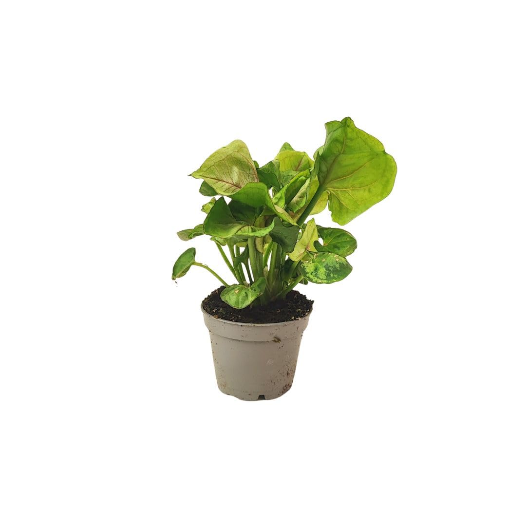 Kit 6 plants verts pour Terrarium Fai-da-Te | Fittonia Rouge et Blanc, Fougère, Lierre, Mini Calathea | Plantes Vives d'intérieur (Avec Bonsai Mini)