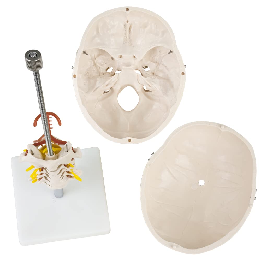 Schädel Halswirbelsäule Anatomie Modell Skelett Lebensgroß Anatomisches Model Totenkopf Schädelmodell Menschlicher Kopf Skull Schaedel auf Ständer MedMod