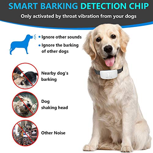 Nomobark Collar in Use