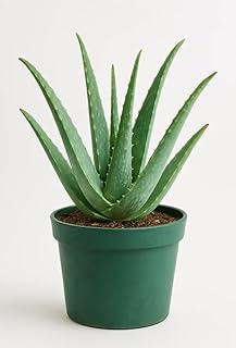Bloom & Beyond Aloe Vera, Live Succulent Plant, Easy Care Indoor Housepl...