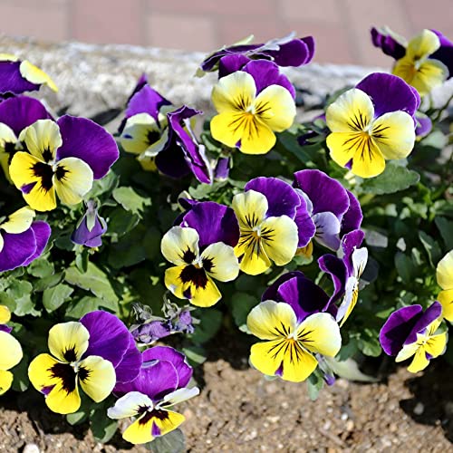 Saterkali Semi di viola del pensiero, 50 pezzi di semi di viola del pensiero Forte vitalità Alta germinazione Crescita rapida Semi di fiori in vaso Forniture da giardino Multicolore