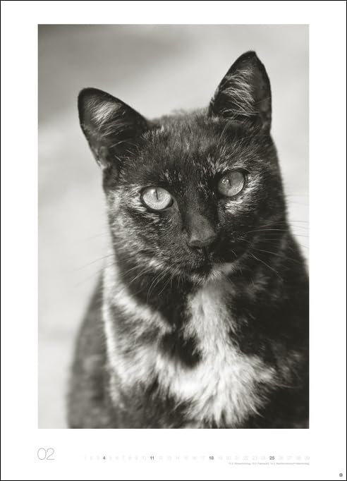 Monika Wegler: Cats Edition 2024. Elegante Samtpfoten in schwarz-weiß in einem XXL-Kalender. Tierkalender 2024 im Großformat. Hochwertiger großer Fotokalender für Katzenfans - Image 4