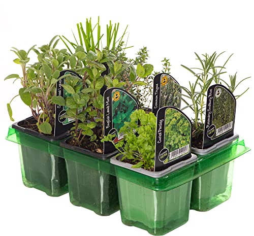GardenersDream 6 x Mixed Herbs - Outdoor Garden Ready Herb Plant - Outdoor Plants for Gardens Balconies or Indoor Pots - Grow Your Own House Plants for Cooking and Medicinal Uses (Incl. 9 cm Pot)