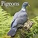 Pigeon Calendar - Cute Animal Calendar - Calendars 2019 - 2020 Wall Calendars - Animal Calendar - Pigeons 16 Month Wall Calendar by Avonside