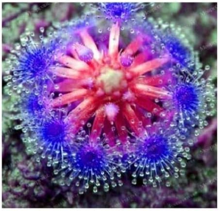 25 Purple Drosera Sundew Carnivorous Flower Seeds Bug Eating Exotic Spider