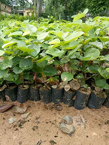 See full amazon price history chart for ROYAL LAND Rare Red Sandal Wood Plant Pterocarpus santalinus Rakt Chandan 1 Healthy Live Plant ROYAL LAND Rare Red Sandal Wood Plant Pterocarpus santalinus Rakt Chandan 1 Healthy Live Plant (B08G1X89RW) Amazon Price History, Amazon Price Tracker