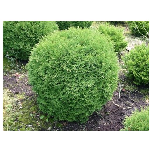 Best garden edge plants Arborvitae Little Giant Plants
