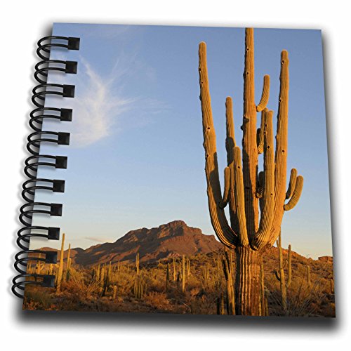 Mini bloc-notes Saguaro Arizona 3drose 10x10 cm multicolore pour notes