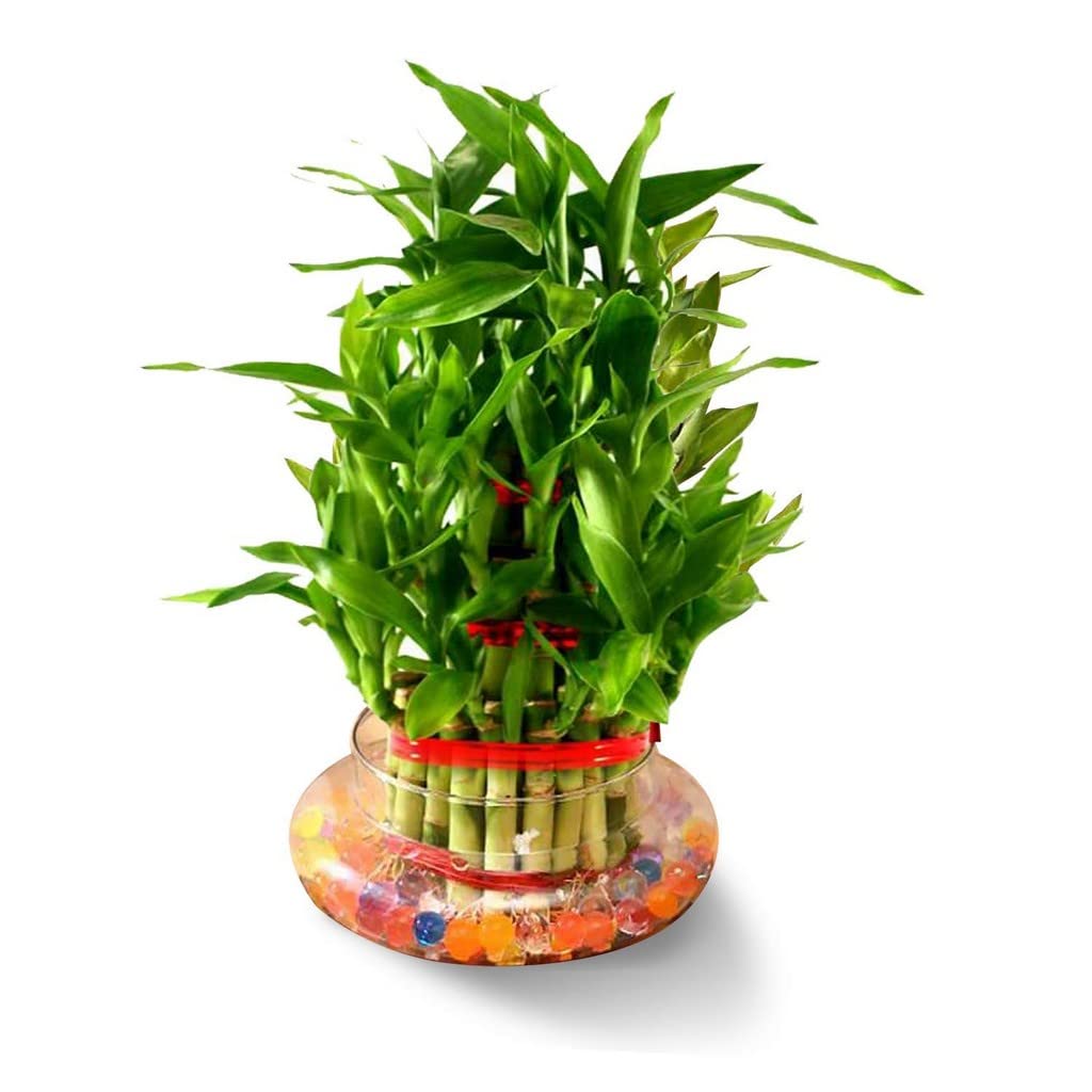 Creative Farmer Lucky Bamboo 3 Layer (Dracaena Braunii) Plant For Home Décor And Good Luck Live (Healthy Live Plant) (B09SD49P8S) Amazon Price History, Amazon Price Tracker