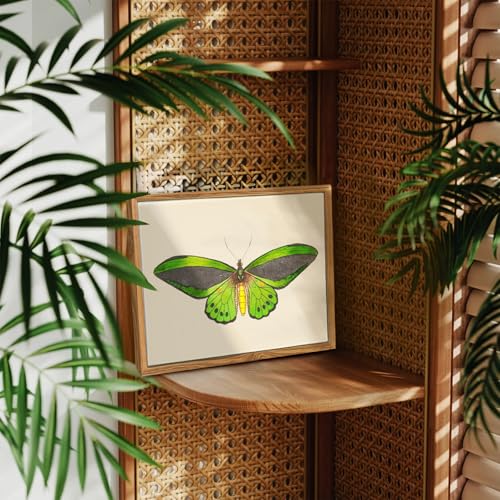 crmotu Vintage Framed Wall Art, Green Butterfly Canvas Art Prints, Nature Moth Rustic Farmhouse Kitchen Wall Decor, Country Cottage Wall Paintings for Bedroom Bathroom, Office Desktop Decor, 8x10inch