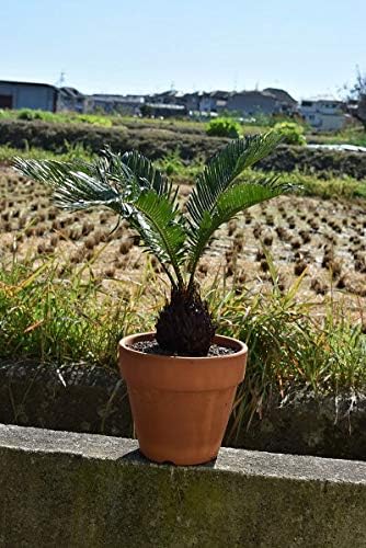 Amazon 蘇鉄 ソテツ鉢植え 植木