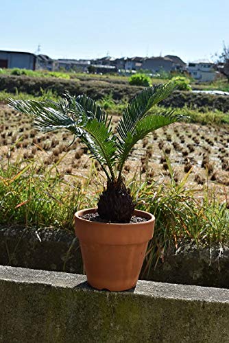 蘇鉄 ソテツ鉢植え 蘇鉄 ソテツ鉢植え