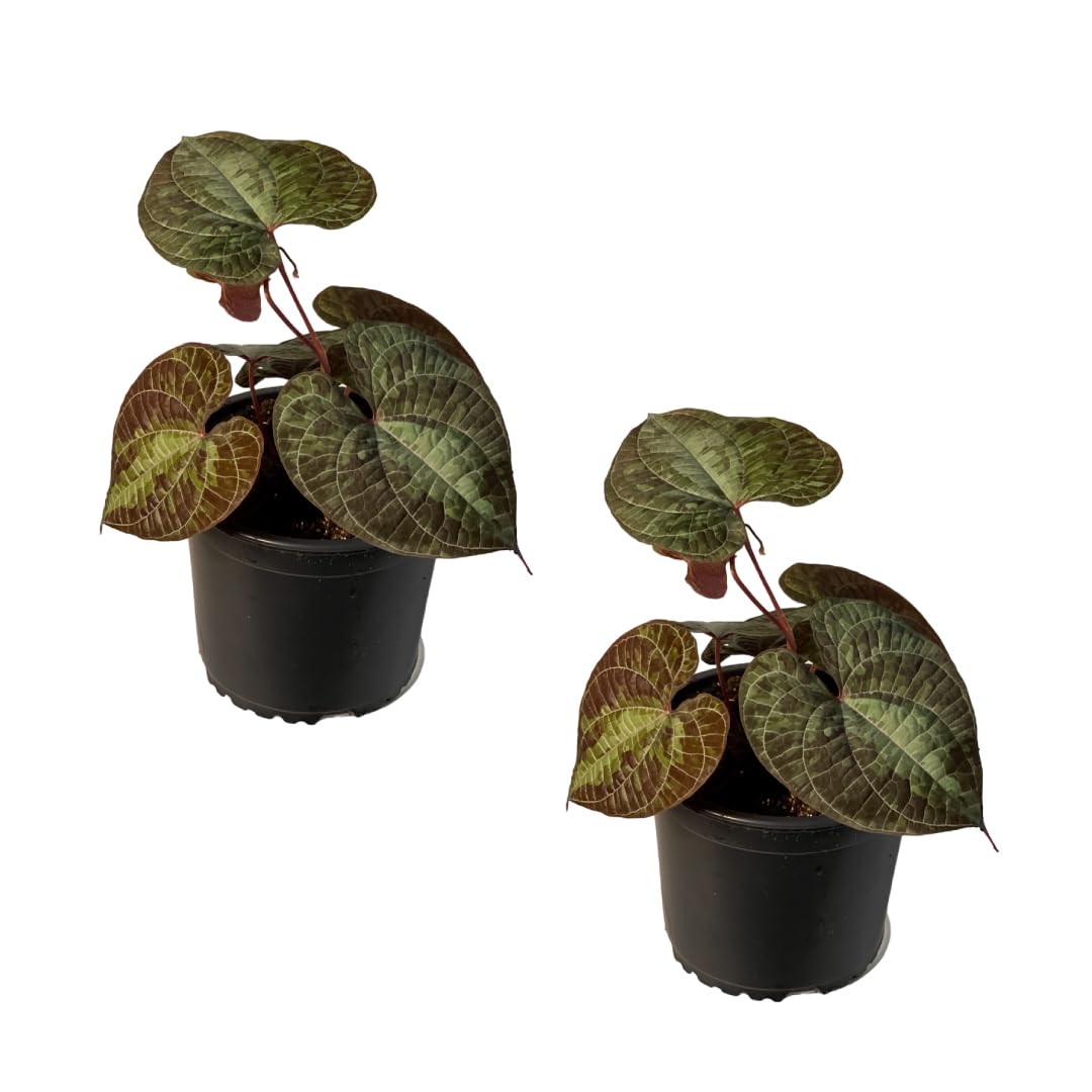 Amazon.com : LEAL PLANTS ECUADOR Dios Cori Discolor (Pack of 2) Live Plants  | Exotic Live House Plant | Green Live House Plants | Rare Indoor Plants |  Dios Cori Heart Plant : Patio, Lawn & Garden