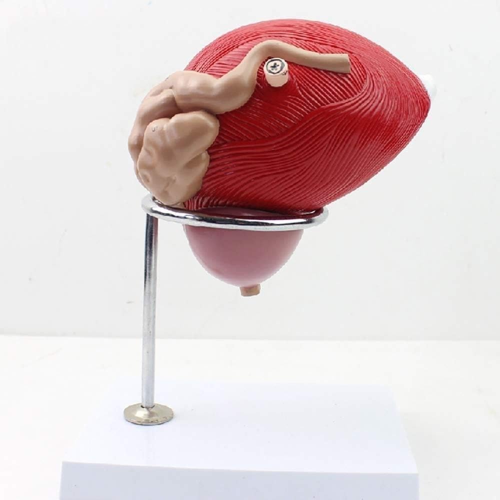 Anatomisches Modell der männlichen Blase, Prostata, Urogenitaltrakt