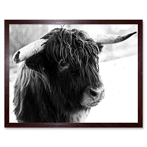 Photograph Composition Animal Livestock Highland Cow Bull Wall Art Print Mur Encadré Décor 30 x 41 cm