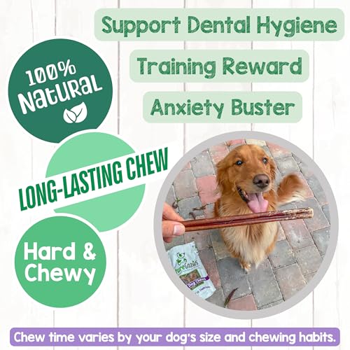 Image of Nature Gnaws Large Bully Sticks for Dogs 11-12 inch (10 Count) - Thick Long Lasting for Aggressive Chewers and Large Dogs - Natural Beef Dog Chew Bones
