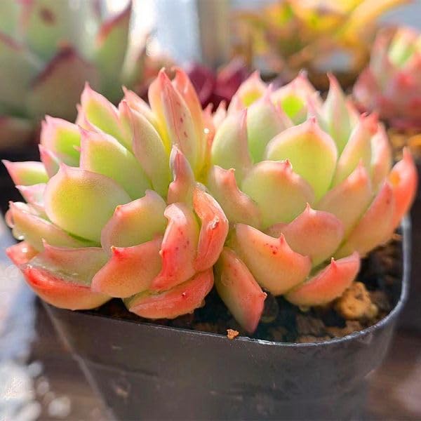 Amazon.co.jp: 農園直売 多肉植物 寄せ植え エケベリア属 ストロベリー