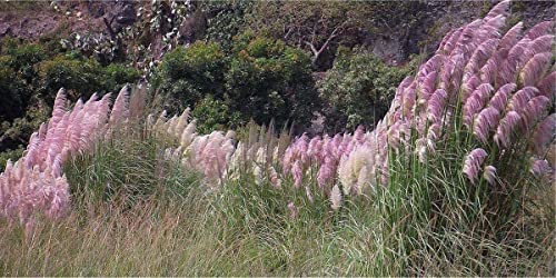 Outdoor Indoor Garden Pink Pampas Grass Seeds Mix - 100 Seeds #TOP2