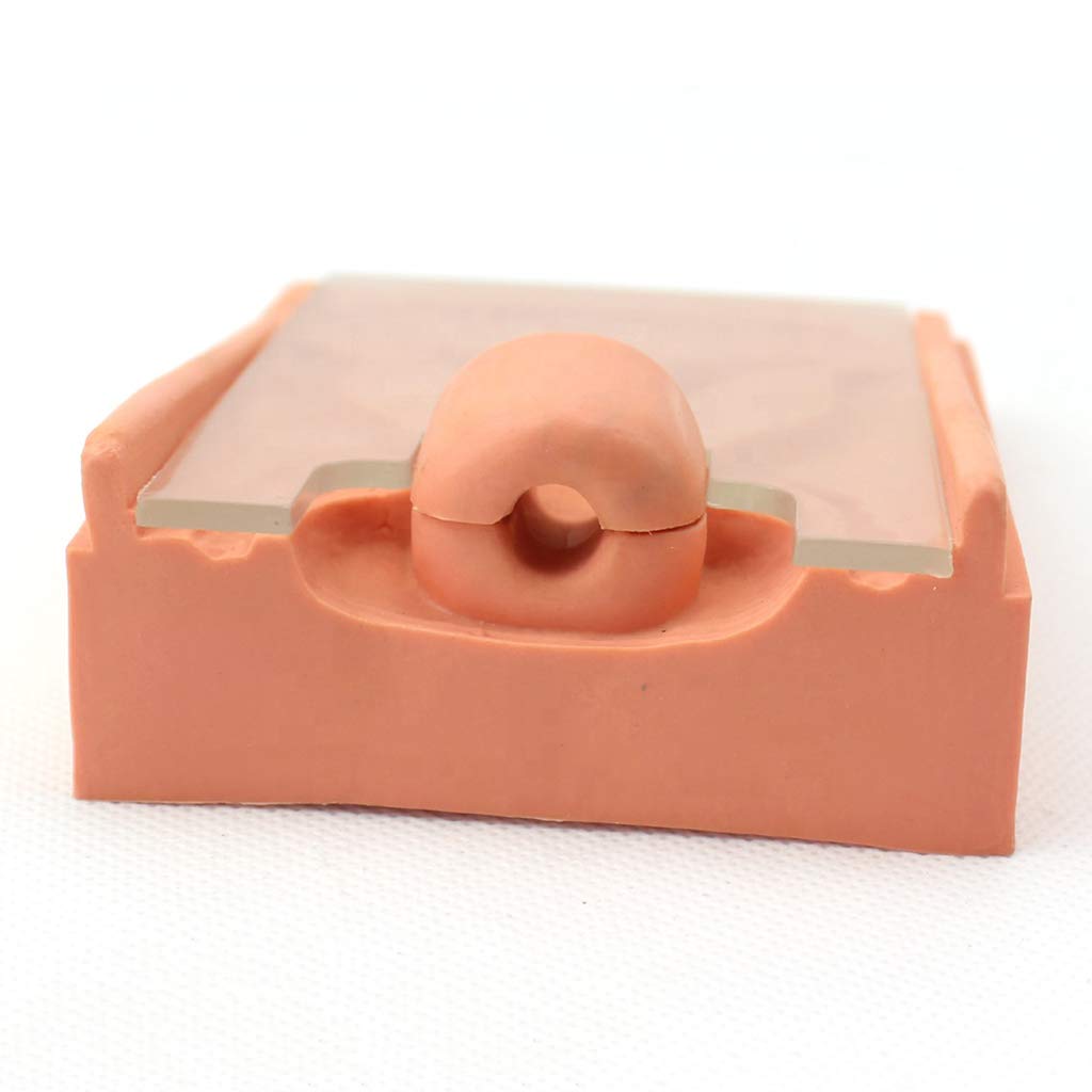 Sjdopulse Women's Contraceptive Training Model - Medical Anatomical Uterus Model Anatomical Genitourinary System Medical Assistant Device Uterus Model