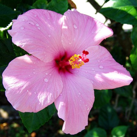 Interrupteur Hibiscus Rose 3dRose commande éclairage baïonnette fleur