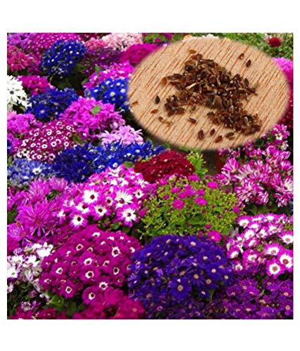 Creative Farmer R-Droz Cineraria Flowers Mixed Colour Advance Flower Plant Seeds - Pack of 50¿- Eco Garden Pack (B07W2ZRYCZ) Amazon Price History, Amazon Price Tracker