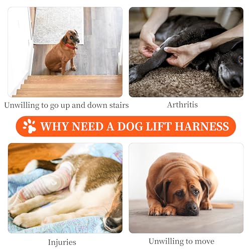Male Dog Lift Harness, Pet Hind Hip Support & Rehabilitation Sling Lift – for Old, Disabled, Joint Injuries, Loss of Stability Small and Medium Dogs Walk, Full Body Dog Harness, M Male Dog Lift Harness, Pet Hind Hip Support & Rehabilitation Sling Lift – for Old, Disabled, Joint Injuries, Loss of Stability Small and Medium Dogs Walk, Full Body Dog Harness, M