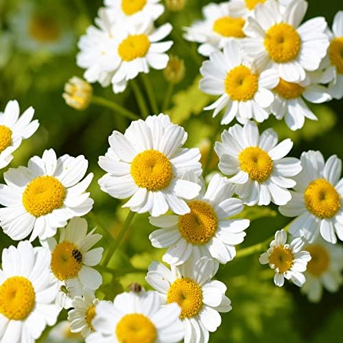 Outsidepride Perennial Chrysanthemum Parthenium Feverfew Garden Herb Plants - 5000 Seeds