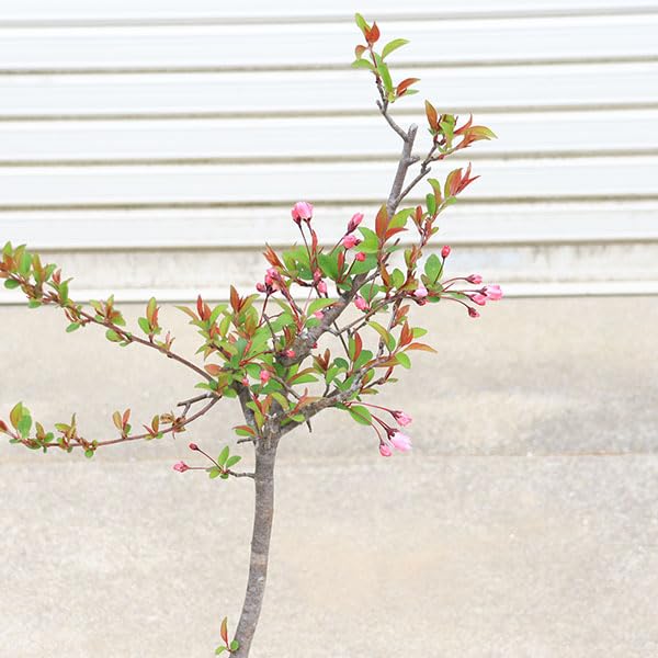 Amazon.co.jp: 庭木・植木：花海棠（ハナカイドウ）*かいどう桜 は