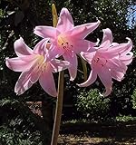 bulbi da fiore (1 x amaryllis belladonna)