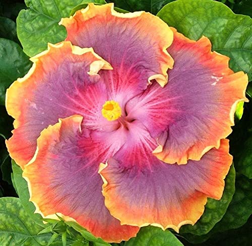 Hibiscus Mix 100+ Seeds Flowers Easy To Grow Planting For Outdoor Indoor #TOP4