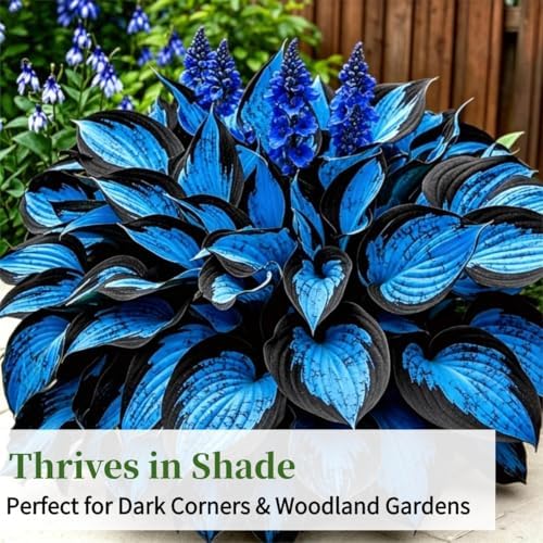 Hosta Seeds Blue Perennial for Planting, Rare Heirloom Non-GMO Stunning Hosta Seed, Low Maintenance, Attract Pollinators Bonsai Decoration for Shade Outdoor Garden, 200pcs - 5