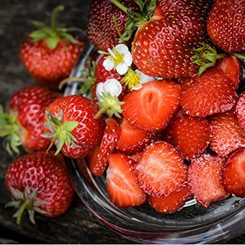 2200+ Seeds Perpetual Strawberry Four Seasons Strawberry Seeds Fruit Seed For Planting Heirloom Non-Gmo Seed For Hydroponic Garden Sweet High Yields #TOP3