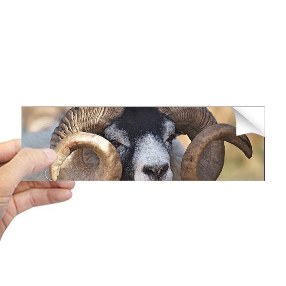 Autocollant rectangulaire pour ordinateur portable avec motif animaux sauvages nature