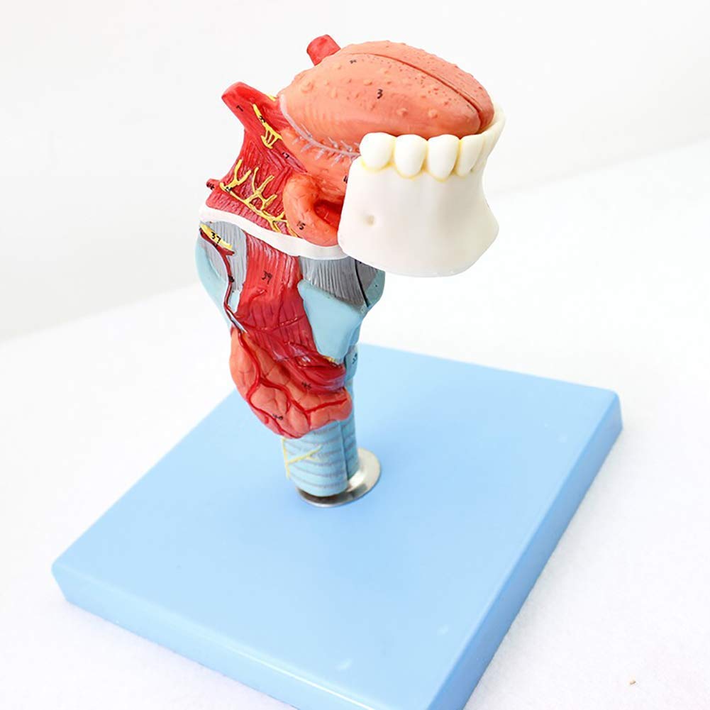 Modelo anatómico de la laringe Humana con cartílago laringe, laringe y laringe, glándula tiroides